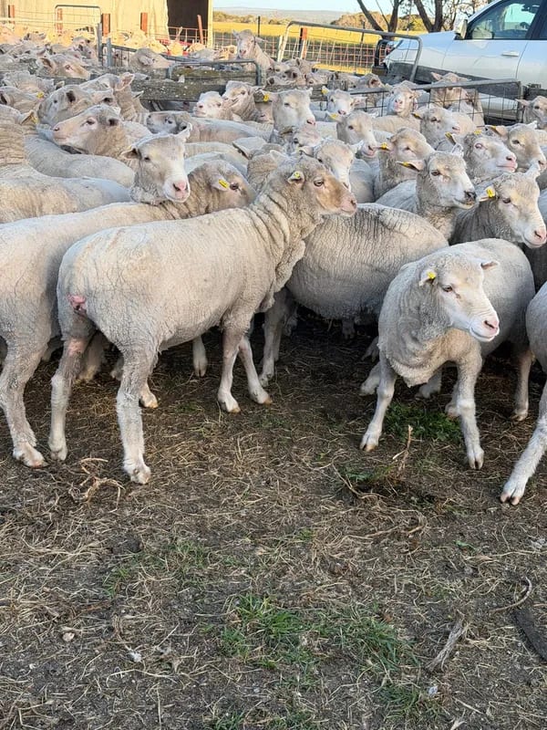 WA Elders Ewe sale Tuesday Nov 3rd A+ 10:30AM  WST  ( 7000 Merino & Dohne Breed Ewes ), Albany region WA - Agora Livestock listing OKVIV1Y