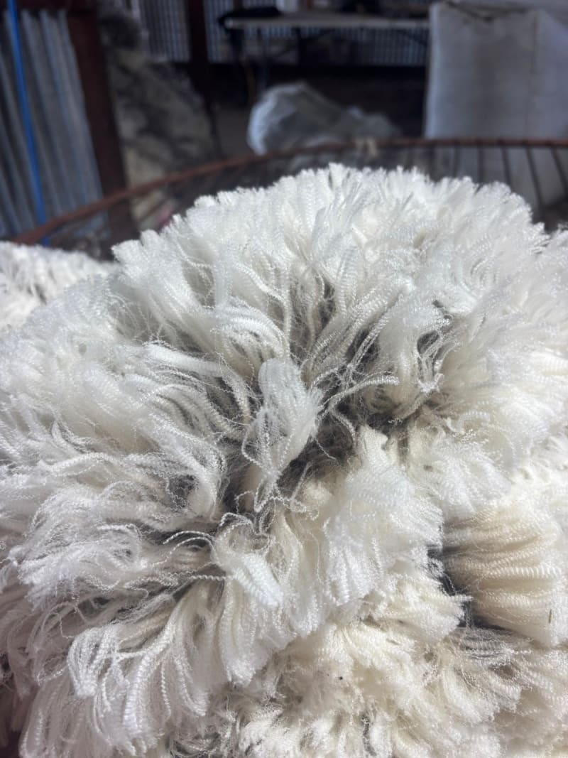 1800 SIL MPM Merino Ewes Joined to White Suffolk & Ultra White, Albany region WA - Agora Livestock listing OKVINLG