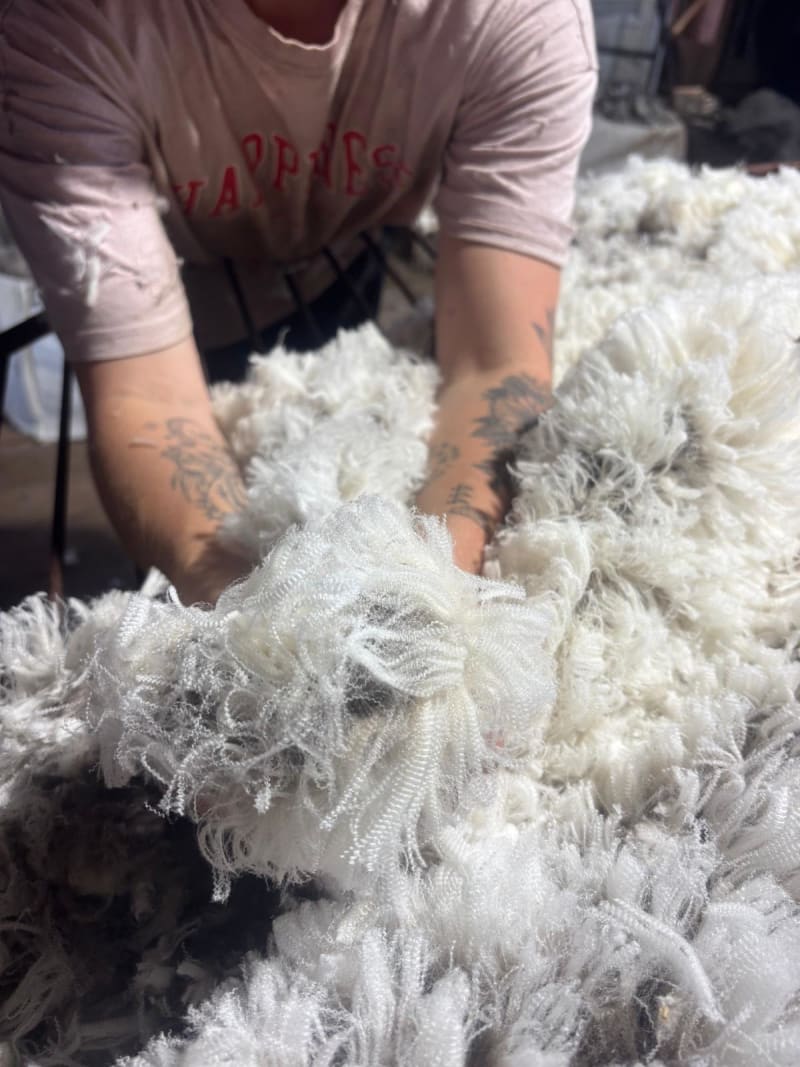 1800 SIL MPM Merino Ewes Joined to White Suffolk & Ultra White, Albany region WA - Agora Livestock listing OKVINLG
