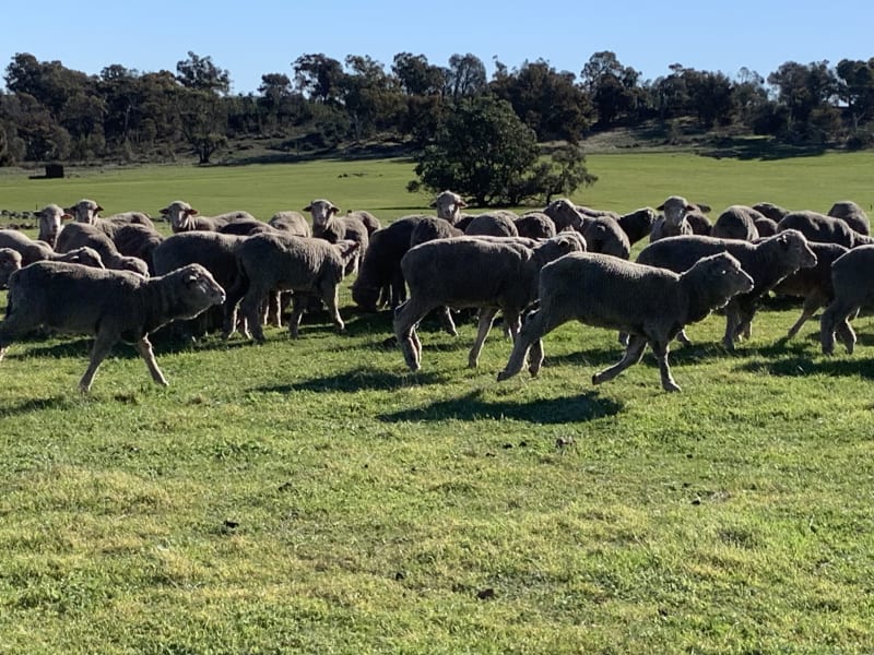 380 Purebred Merino Wether Lambs, Avg 37.5kg, Wagin WA - Agora Livestock listing Y4LUEW