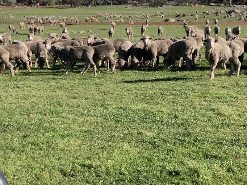 380 Purebred Merino Wether Lambs, Avg 37.5kg, Wagin WA - Agora Livestock listing Y4LUEW