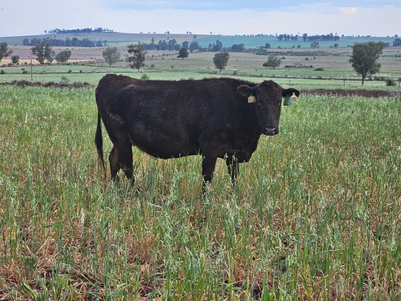 28 PTIC Registered Fullblood Wagyu Cows, 4-6yo, Dalby QLD - Agora Livestock listing 4Z6IY2