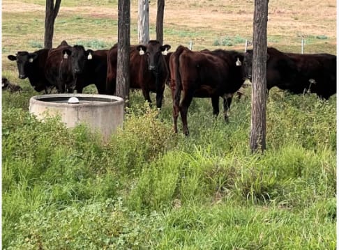Registered Fullblood Wagyu Cows PTIC, Breeding Lines, Blackall QLD - Agora Livestock listing 2YXI4V