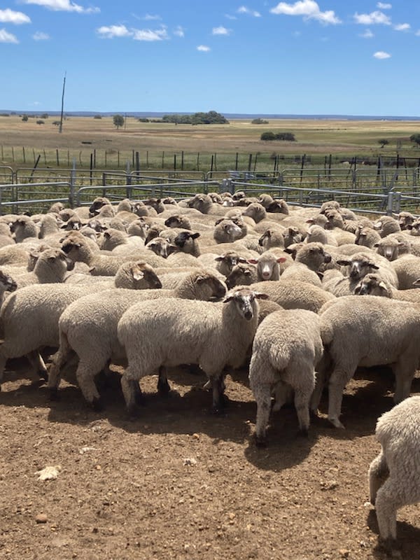 788 Crossbred Lambs, ~38kg, Suffolk/Poll Dorset x Merino, Eneabba WA - Agora Livestock listing 01KAVK