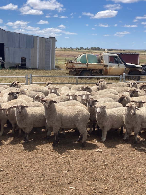 788 Crossbred Lambs, ~38kg, Suffolk/Poll Dorset x Merino, Eneabba WA - Agora Livestock listing 01KAVK