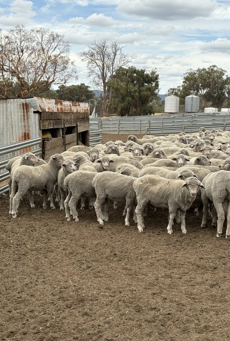 660 Feedlot-Finished Merino Wether Lambs, Vendor Bred, Williams WA - Agora Livestock listing QVPILYZ