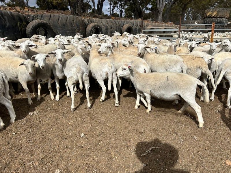 256 Sheepmaster x Aussie White Ewe Lambs, 43kg, Kojonup WA - Agora Livestock listing DVOID0D