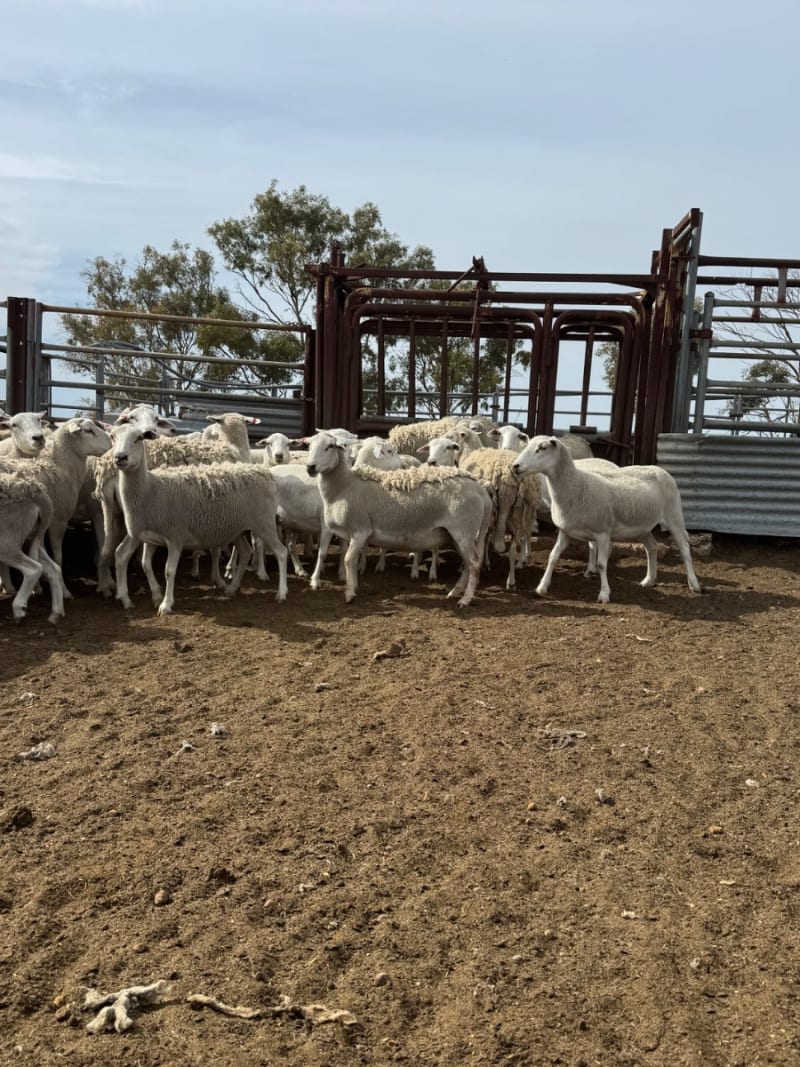 600 SIL Purebred Sheepmaster Ewes, Negotiable, Badgingarra WA - Agora Livestock listing GDMILPD