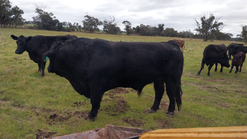 Proven Black Simmental Breeding Bull, Cherry Tree Pool WA - Agora Livestock listing OKVIN7M
