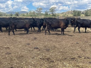 Quiet Bunya Creek Angus Cows & Calves, Tick-Free, Kingaroy QLD - Agora Livestock listing 1N0IO72