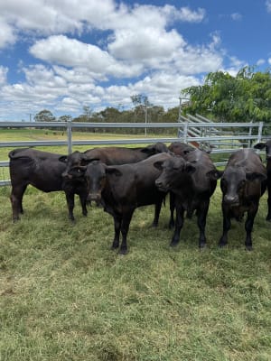 40 Quiet Vendor-Bred Angus X Heifers, Grass-Fed, Kingaroy QLD - Agora Livestock listing 7NLIDLX