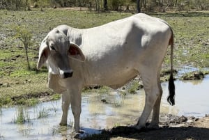 Breeder Herd Dispersal - 320 Cows plus Calves, Hughenden QLD - Agora Livestock listing ER6I542