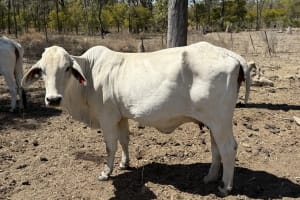 Breeder Herd Dispersal - 320 Cows plus Calves, Hughenden QLD - Agora Livestock listing ER6I542