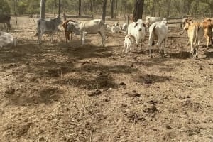 Breeder Herd Dispersal - 320 Cows plus Calves, Hughenden QLD - Agora Livestock listing ER6I542