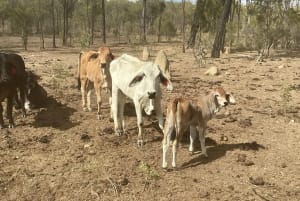 Breeder Herd Dispersal - 320 Cows plus Calves, Hughenden QLD - Agora Livestock listing ER6I542