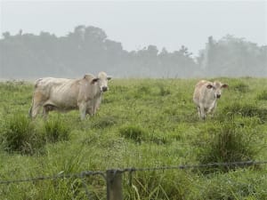 450 Well-Bred Brangus Brahman X Cows & Calves, Hughenden QLD - Agora Livestock listing R2PC2LQ