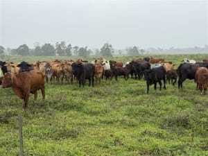 450 Well-Bred Brangus Brahman X Cows & Calves, Hughenden QLD - Agora Livestock listing R2PC2LQ