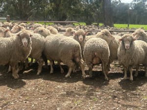 Performance-Bred Merinotech Ewes — Full Flock Dispersal, on-farm WA - Agora Livestock listing 1N0IOOP