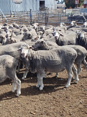450 SIL Purebred Merino Ewes, PTIC to White Suffolk, Katanning WA - Agora Livestock listing 2YXIK71