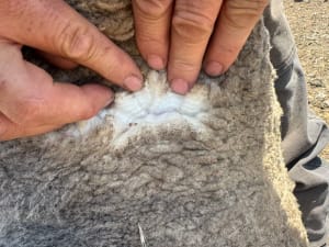 826 Purebred Merino Ewes, Heavy Wool Cutters, Katanning WA - Agora Livestock listing K2PCLMO