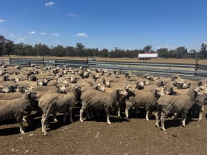 826 Purebred Merino Ewes, Heavy Wool Cutters, Katanning WA - Agora Livestock listing K2PCLMO