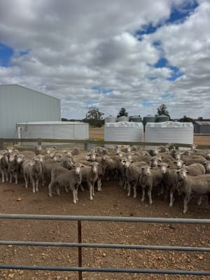 Large Frame Black Tag Merino Ewes, 63kg Avg, Katanning WA - Agora Livestock listing X5ZSPQ4