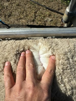 Complete Collinsville Merino Ewe Dispersal — 1216 Head, Tambellup WA - Agora Livestock listing GDMIVO