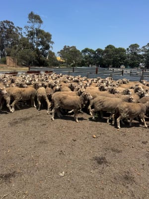 567 Purebred Merino Blue Tag Breeding Ewes, Katanning WA - Agora Livestock listing K2PCLP6