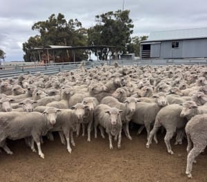 206 Merino Ewes SIL to White Suffolk Rams, Billandri Blood, Tambellup WA - Agora Livestock listing 6XZIR3X