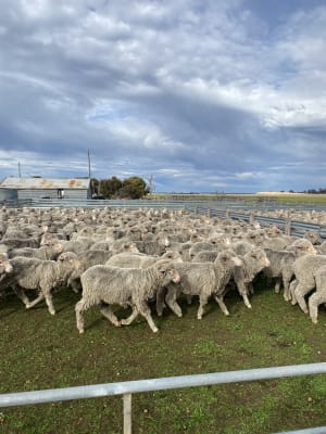 Woolly Merino Wether Lambs, Woodyarrup-bred draft, Great Southern WA - Agora Livestock listing X5ZS7Z