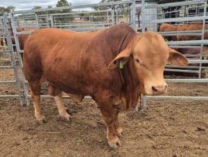 Purebred Droughtmaster Bulls, Quiet & Well-Grown, Kingaroy QLD - Agora Livestock listing OKVIN1D