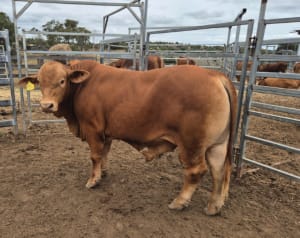 Purebred Droughtmaster Bulls, Quiet & Well-Grown, Kingaroy QLD - Agora Livestock listing OKVIN1D