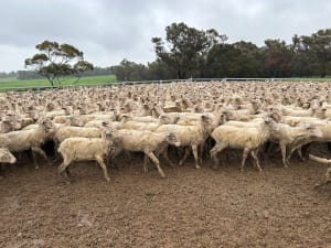 Purebred Merino Ewe Lambs, Seymour Park Bloodlines, Darkan WA - Agora Livestock listing PZPIWR