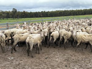 Top Draft Merino Ewe Lambs, Seymour Park Blood, Darkan WA - Agora Livestock listing Y4LUZR