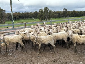 Top Draft Merino Ewe Lambs, Seymour Park Blood, Darkan WA - Agora Livestock listing Y4LUZR