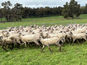 Top Draft Merino Ewe Lambs, Seymour Park Blood, Darkan WA - Agora Livestock listing Y4LUZR