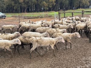 Purebred Merino Ewe Lambs, Seymour Park Bloodlines, Darkan WA - Agora Livestock listing PZPIWR