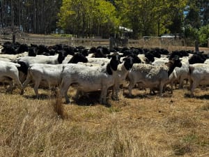 Purebred Dorper Ewe Flock Dispersal — 170 Head, 135% Lambing, Cowaramup WA - Agora Livestock listing 4Z6IDGG
