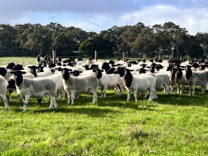 Maiden Dorper Ewes Joined to Kaya & Douwana, Cowaramup WA - Agora Livestock listing 5LEI3Q