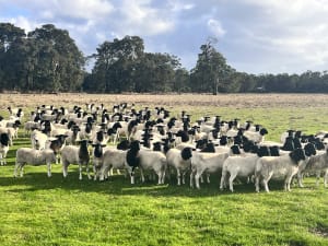 Maiden Dorper Ewes Joined to Kaya & Douwana, Cowaramup WA - Agora Livestock listing 5LEI3Q