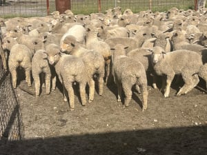 176 Dorset Cross Lambs, Curfew Weighed, Collie WA - Agora Livestock listing X5ZS6X