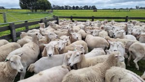 Purebred Wiltipoll Breeding Ewes, Shedding & Fertile, Mt Barker WA - Agora Livestock listing Z0GBV6