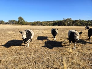 7 Belted Galloway X Breeding Cows, AI Program, Katrine WA - Agora Livestock listing 7NLIDWX