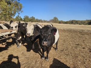 7 Belted Galloway X Breeding Cows, AI Program, Katrine WA - Agora Livestock listing 7NLIDWX