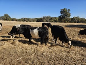 7 Belted Galloway X Breeding Cows, AI Program, Katrine WA - Agora Livestock listing 7NLIDWX