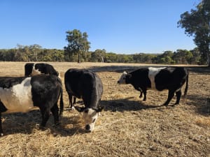 7 Belted Galloway X Breeding Cows, AI Program, Katrine WA - Agora Livestock listing 7NLIDWX