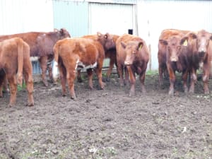 10 Purebred Shorthorn Weaner Heifers, Monegeetta VIC - Agora Livestock listing OKVIN5M
