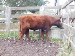 Quiet Spring-Drop Shorthorn Weaner Steers, Monegeetta VIC - Agora Livestock listing 6XZIRNQ