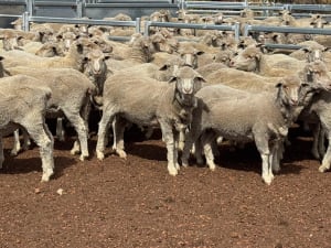 Genuine dispersal Merino ewes, award-winning wool, Hyden WA - Agora Livestock listing Z0GBWWY