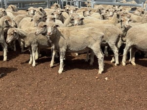 Genuine dispersal Merino ewes, award-winning wool, Hyden WA - Agora Livestock listing Z0GBWWY